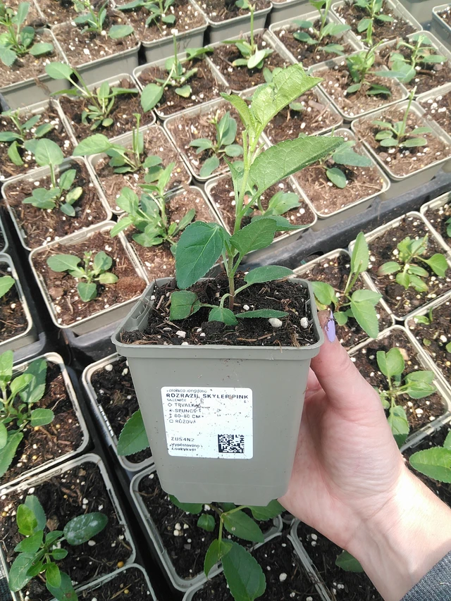 Veronica Skyler Pink - 9. 6. 2025