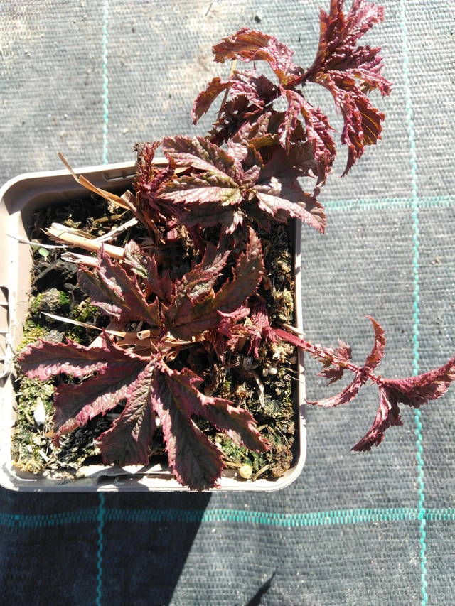 Angervo Venusta - 3. 4. 2025