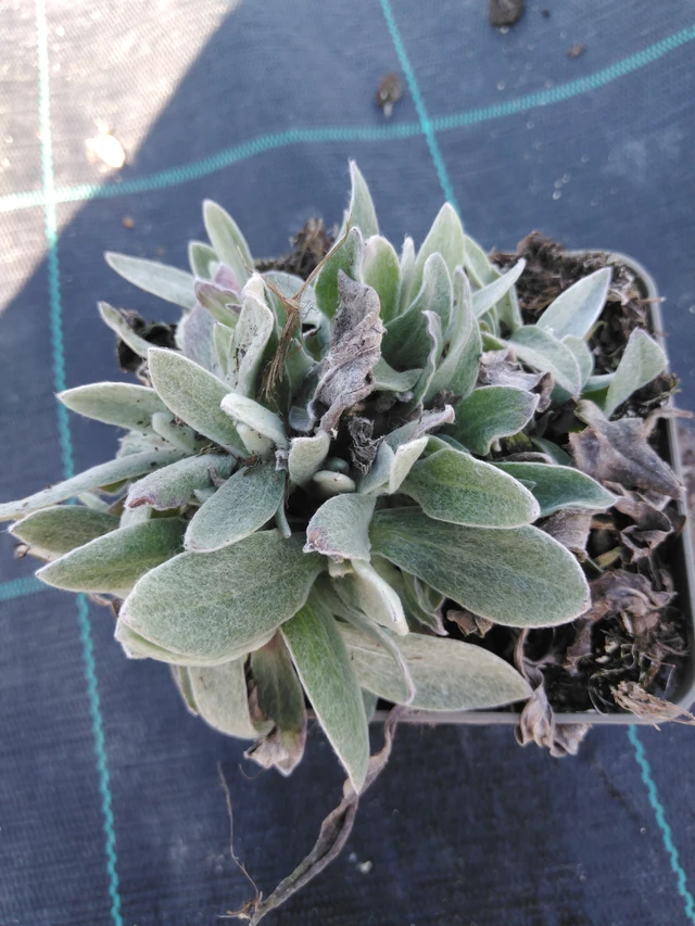 Anaphalis trojžilná - 3. 4. 2025