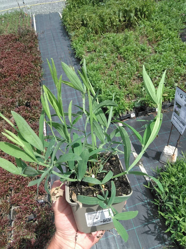 Hajuherne Pink Pearl - 24. 6. 2025