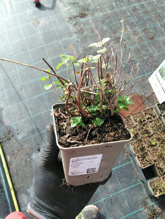 Päivänkakkara rohtopäivänkakkara - 31. 10. 2025