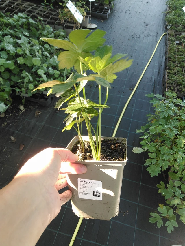 Masterwort Alba - 19. 8. 2025