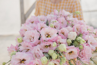 Eustoma Celeb 2 Pearl Pink, Loukykvět