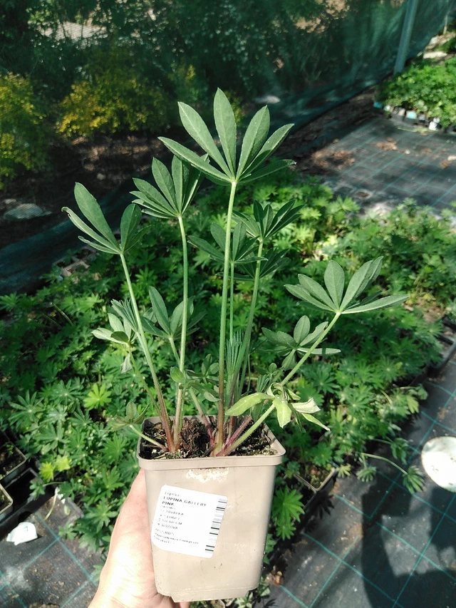 Altramuz Gallery Pink - 13. 5. 2025