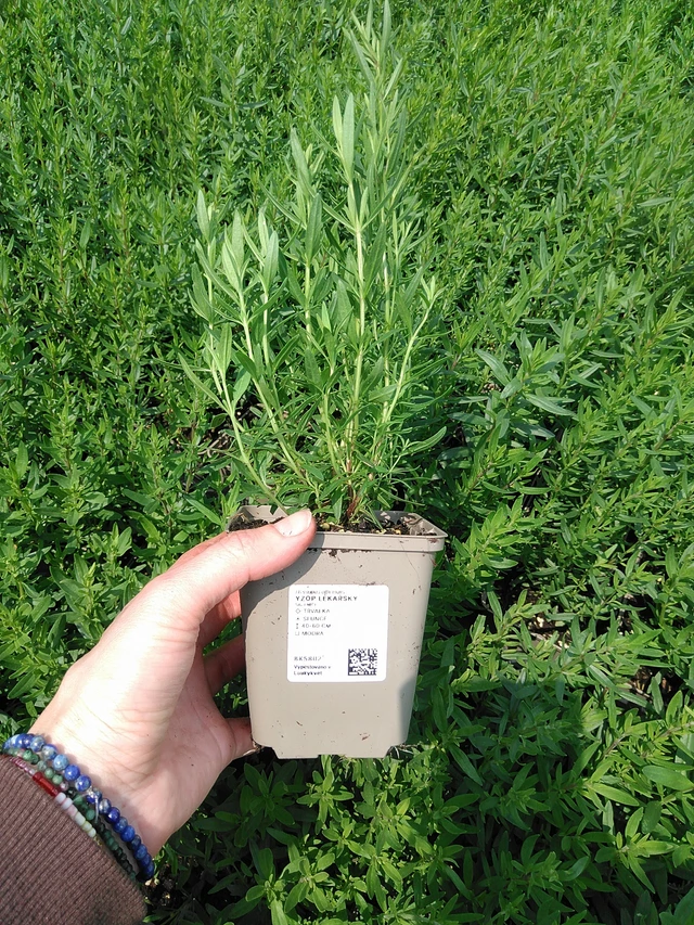 Hyssop officinalis - 9. 6. 2025