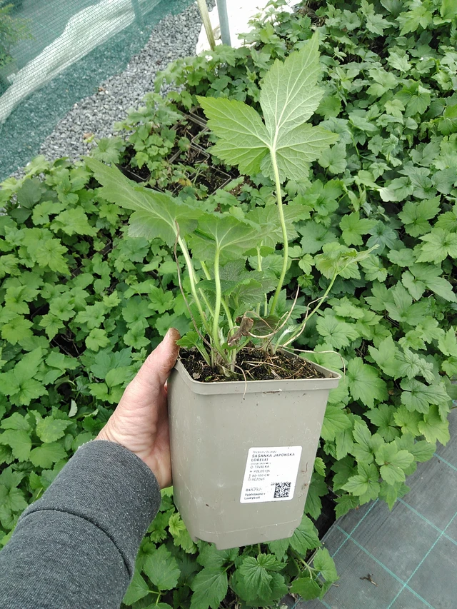 Sasanka japonská Lorelei - 9. 6. 2025