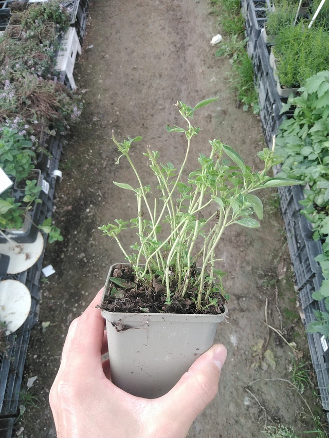 Dobromysl Compactum - 1. 8. 2025