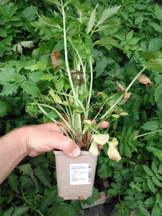 Kozlík lékařský - 2024