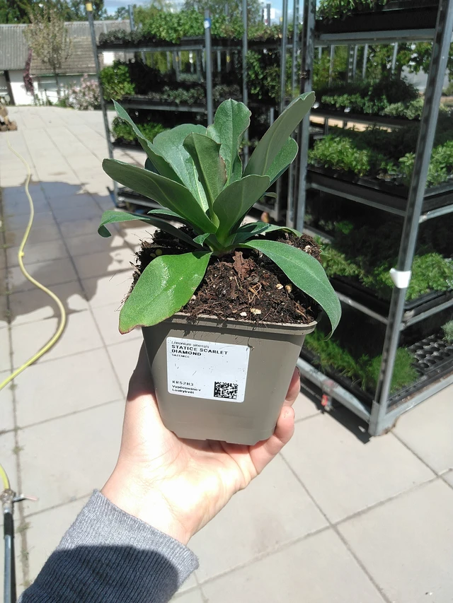 Statice Scarlet Diamond - 15. 5. 2025