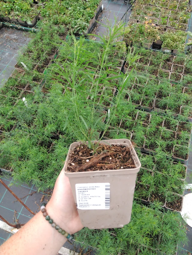 Tickseed Zagreb - 2024