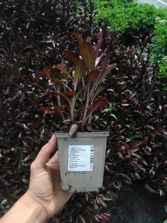 Lobelia Queen Victoria - 2024