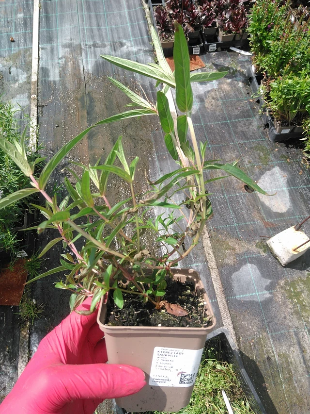 Kyprej Lady Sackville - 29. 7. 2025