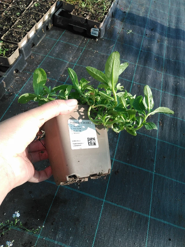 Miosotis de pantano - 19. 8. 2025