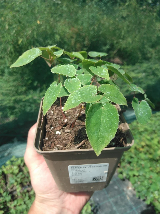 Epimedium Versicolor - 24. 6. 2025