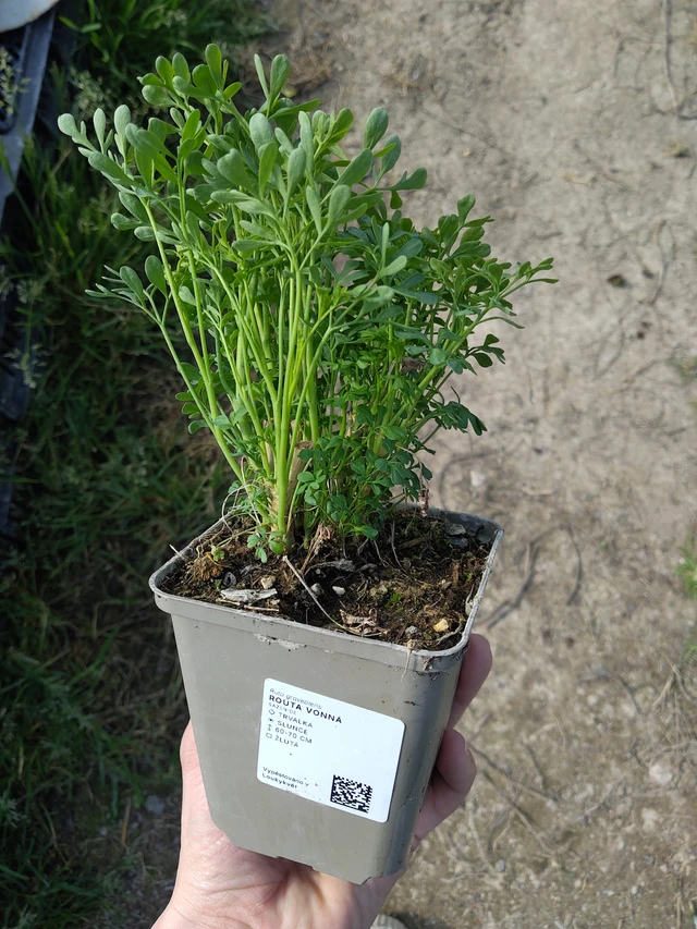 Wijnruit - 27. 3. 2026