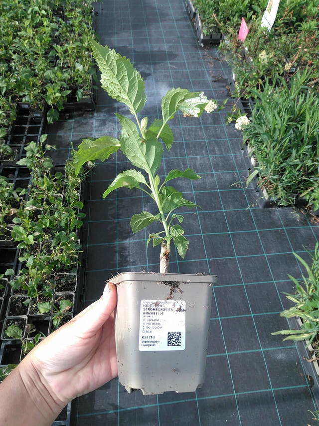 Hortenzie stromečkovitá Annabelle - 11. 7. 2025