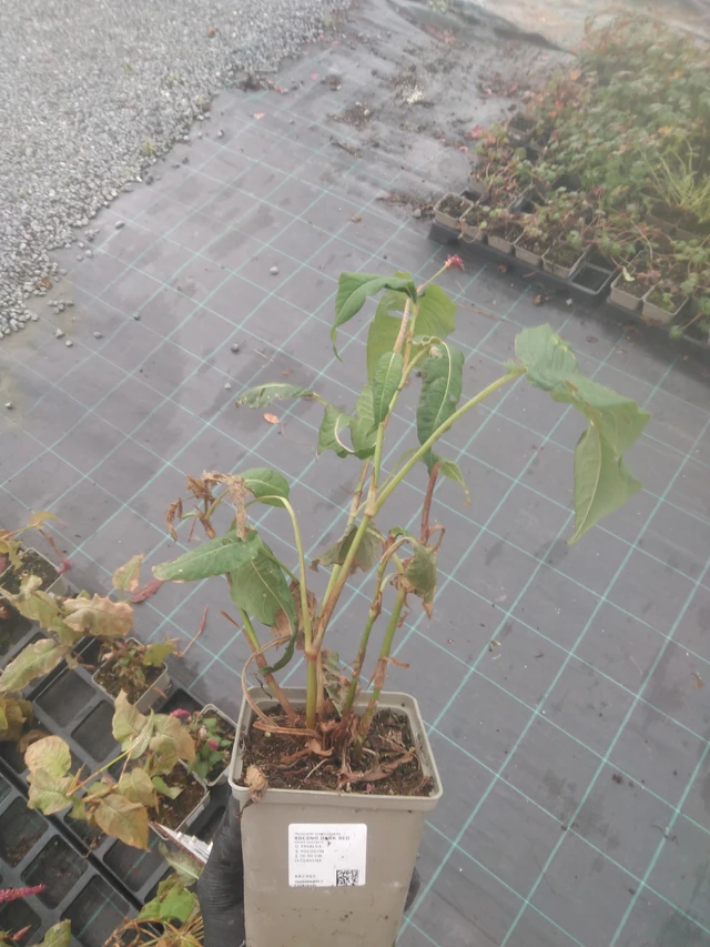Persicaria Dark Red - 23. 10. 2025