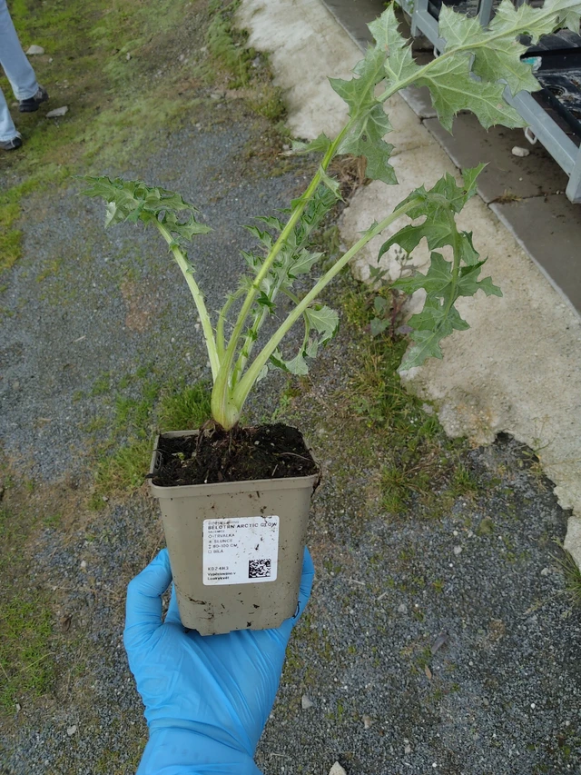 Sinipallo-ohdake Arctic Glow - 10. 9. 2025