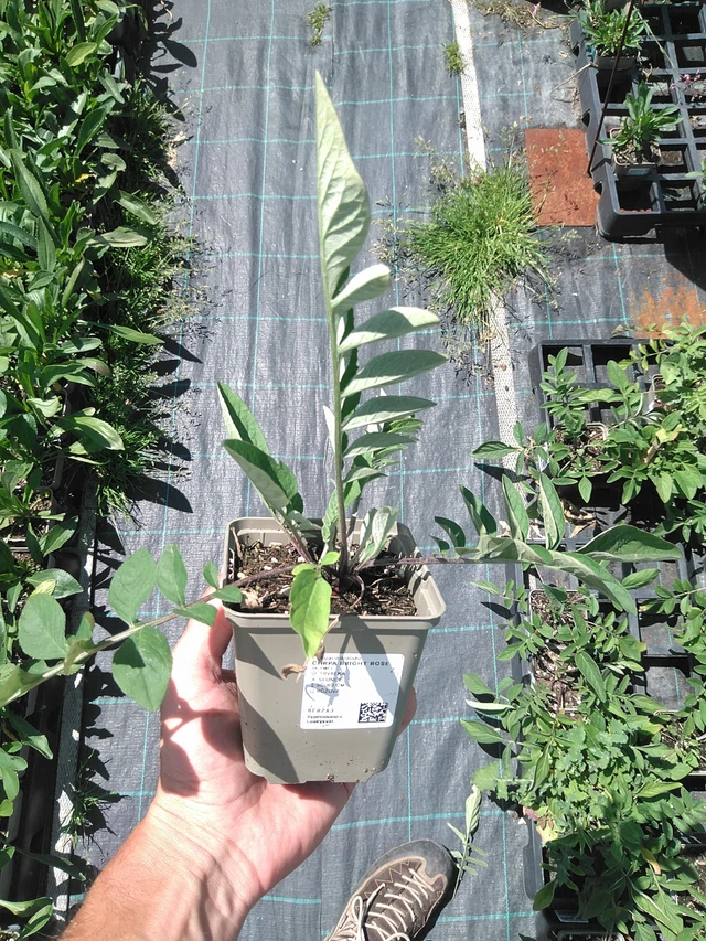 Aciano Bright Rose - 24. 6. 2025