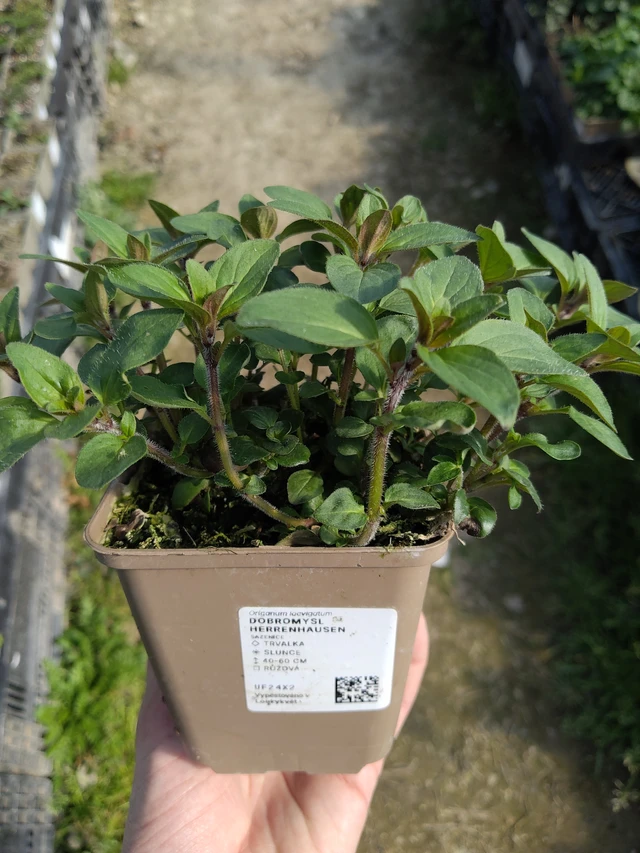 Dobromysl Herrenhausen - 27. 3. 2026