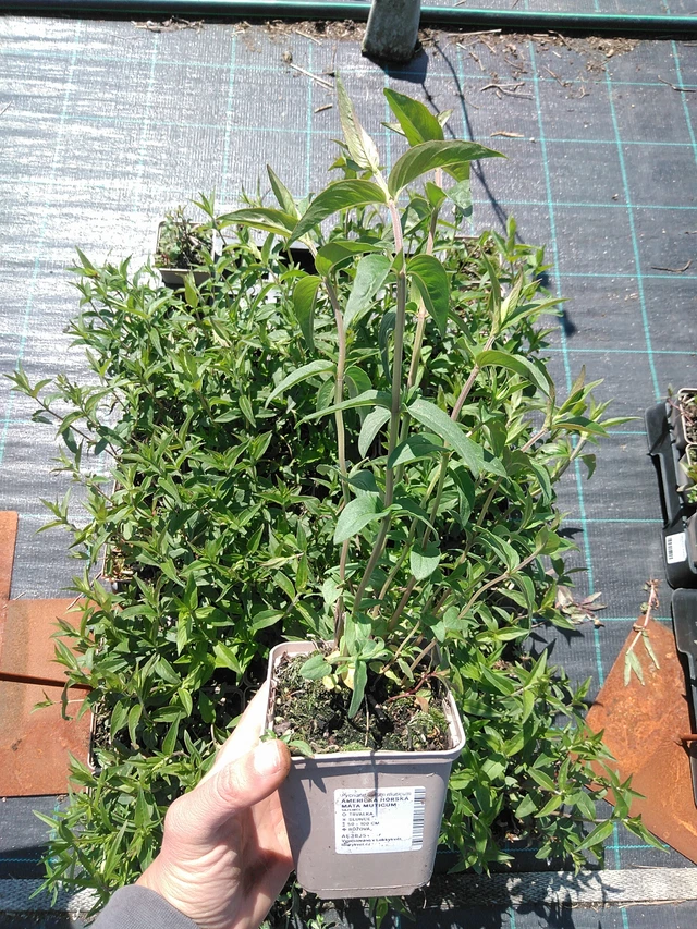 Menta de montaña americana Muticum - 13. 5. 2025