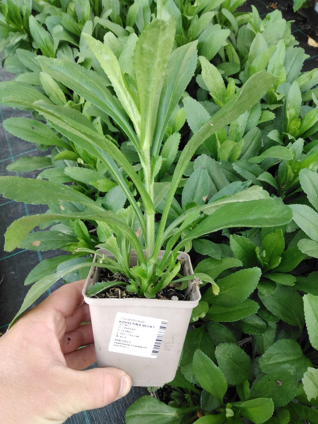 Kopretina Becky - 2024