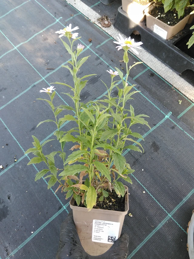 Aster japonská Charlotte - 19. 8. 2025