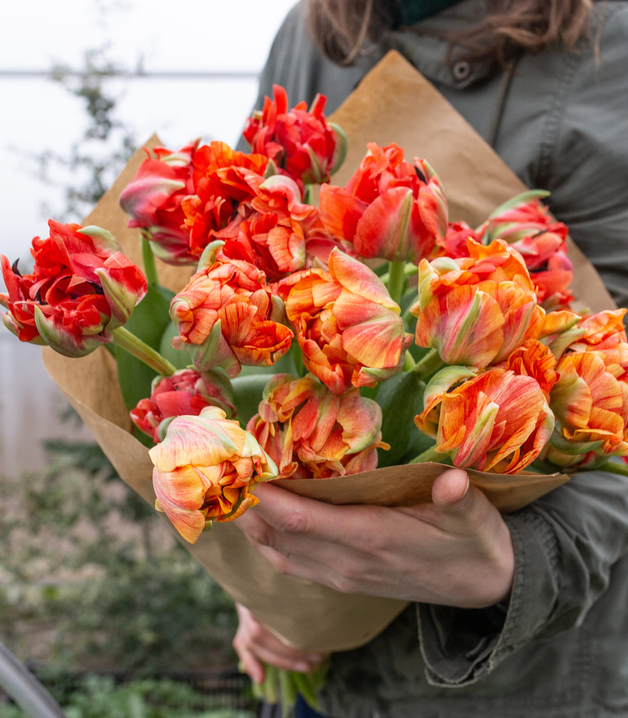 Velký svazek tulipánů Gudoshnik Double, Loukykvět