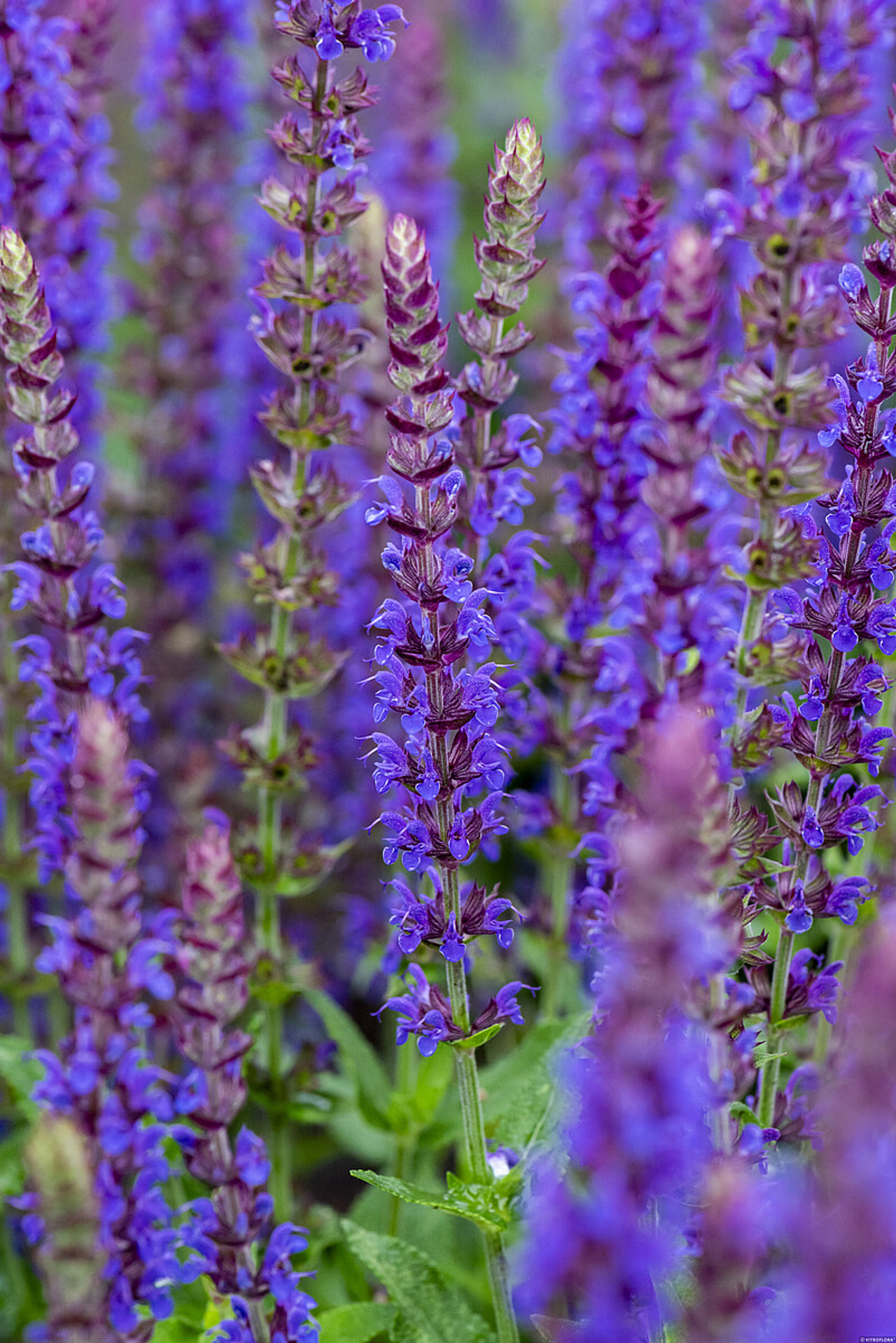 Šalvěj hajní Ostfriesland, Loukykvět