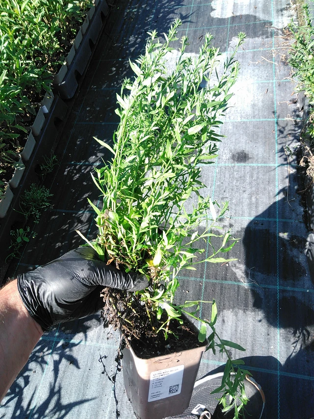 New York Aster Fellowship - 19. 8. 2025