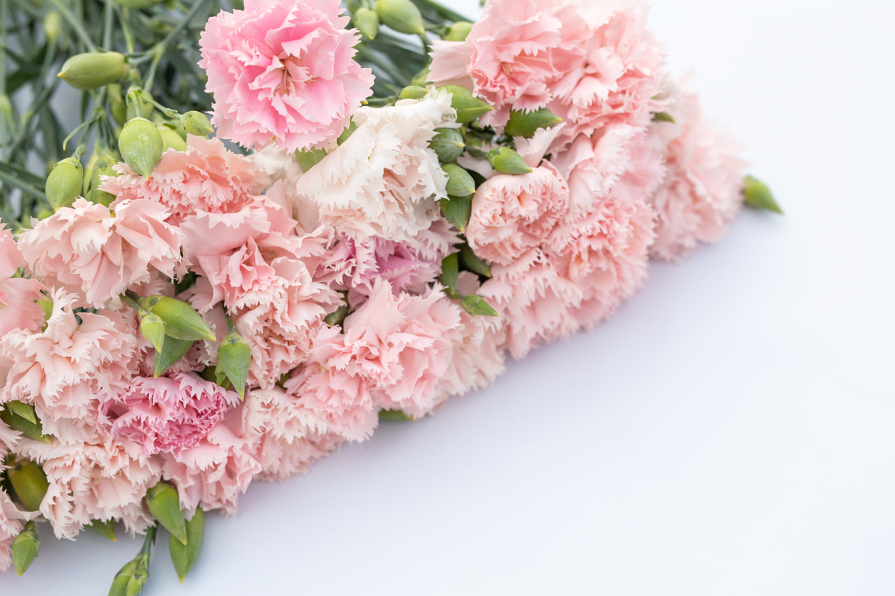 Karafiát Chabaud La France, Loukykvět