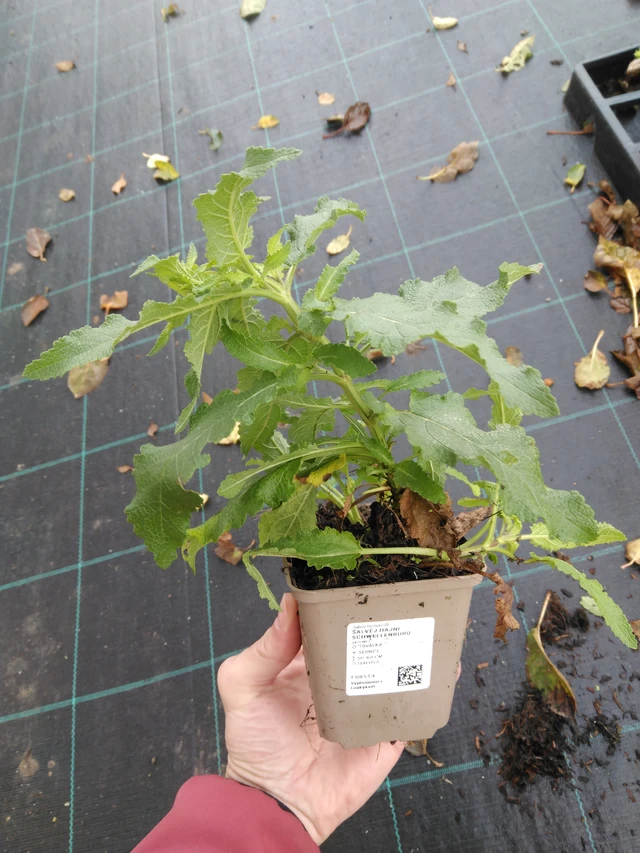 Šalvěj hajní Schwellenburg - 23. 10. 2025