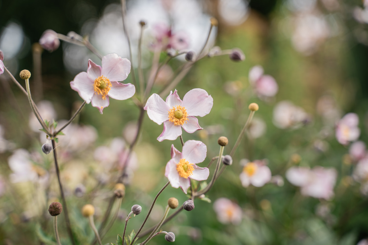 Sasanka plstnatá Robustissima, Loukykvět
