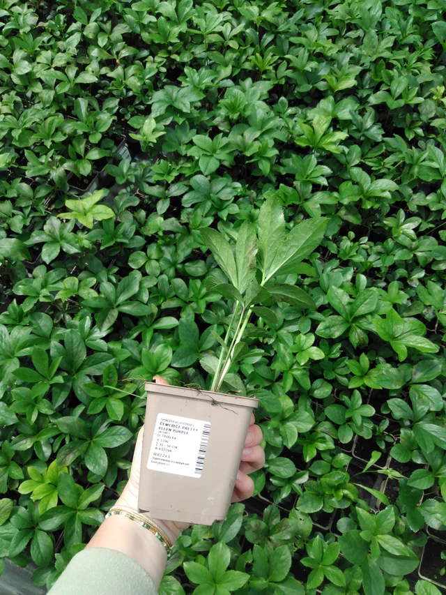 Eléboro Pretty Ellen Purple - 2024