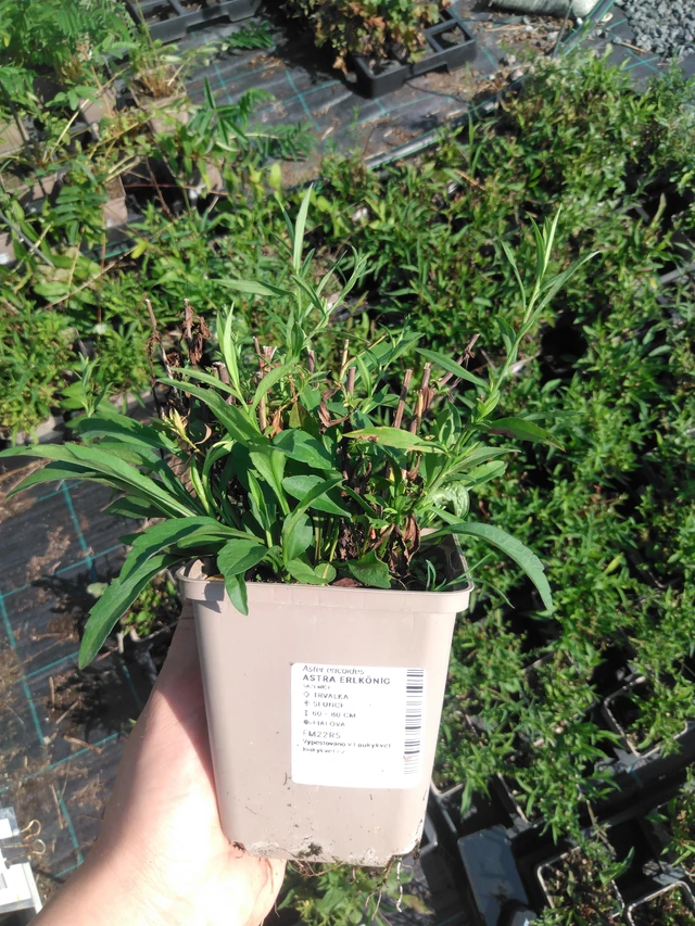 Aster Erlkönig - 2024