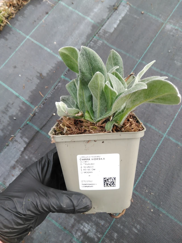 Hegyi búzavirág - 1. 4. 2026