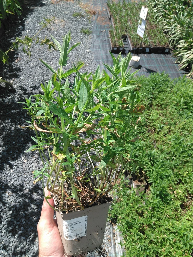 Rantakukka Robert - 24. 6. 2025