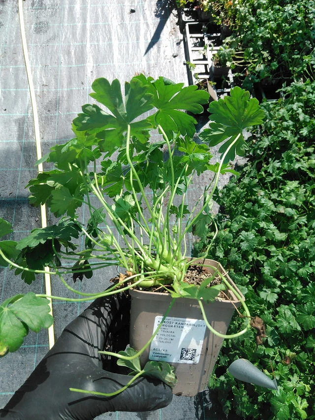 Kurjenpolvi Berggarten - 19. 8. 2025