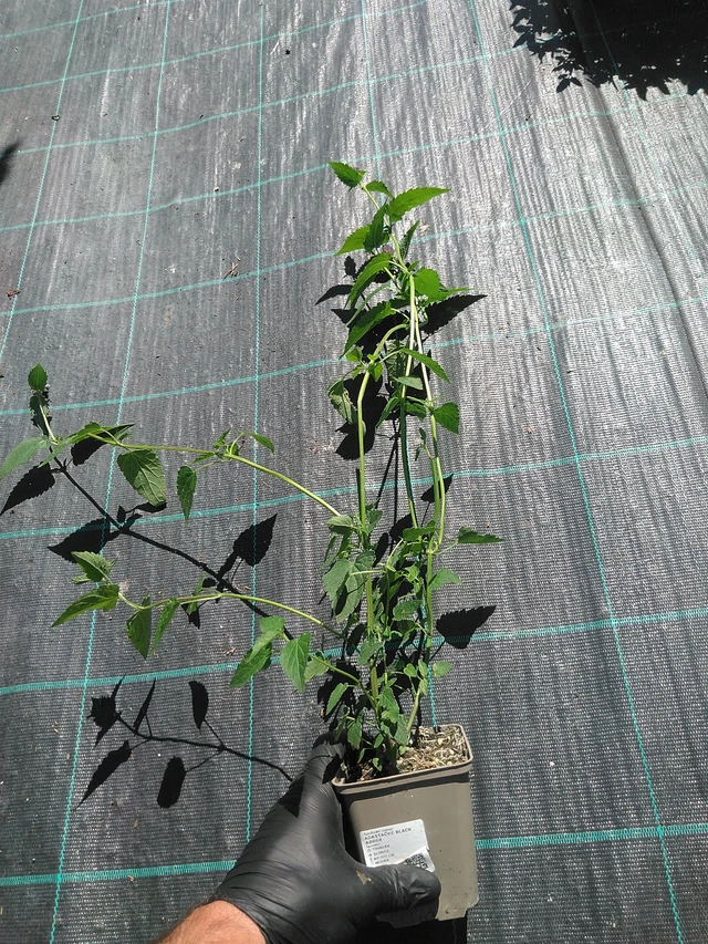 Iisoppi Black Adder - 19. 8. 2025