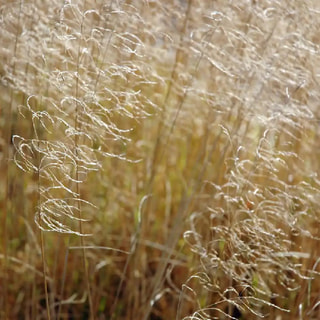 Metlice trsnatá Goldschleier, Loukykvět