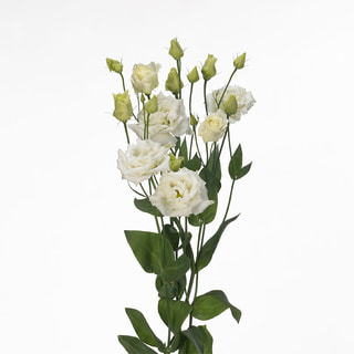 Eustoma Alissa 2 White, Loukykvět