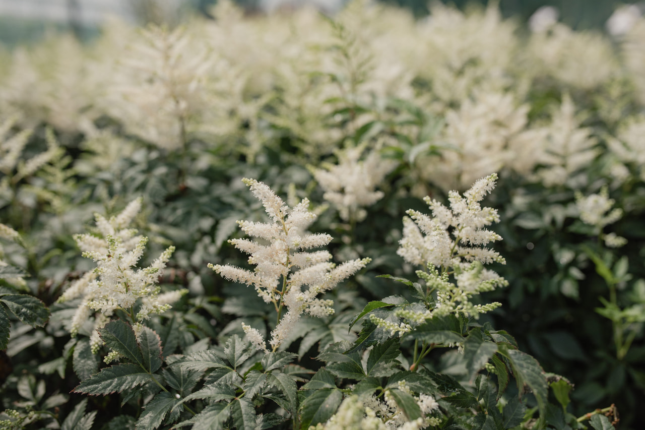 Astilbe Washington, Loukykvět