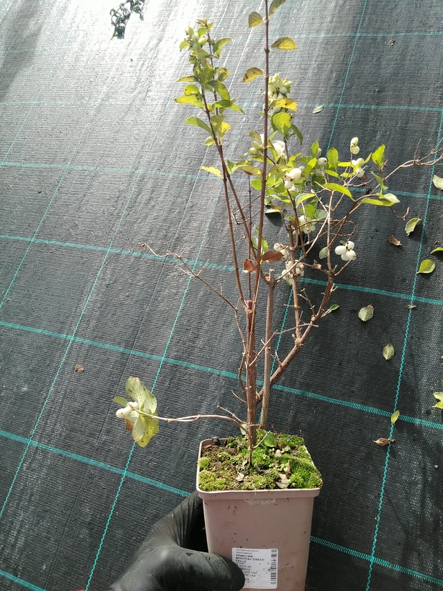 Snowberry Magical Green Falls - 31. 10. 2025