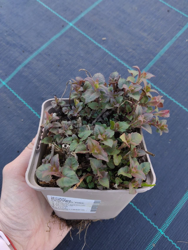 Monarde Croftway Pink - 27. 3. 2026