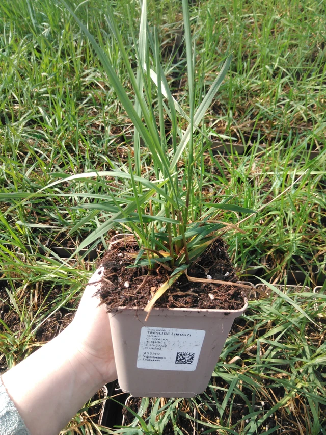 Třeslice Limouzi - 3. 4. 2025