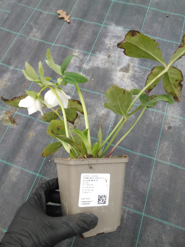 Hunyor Pretty Ellen White - 1. 4. 2026