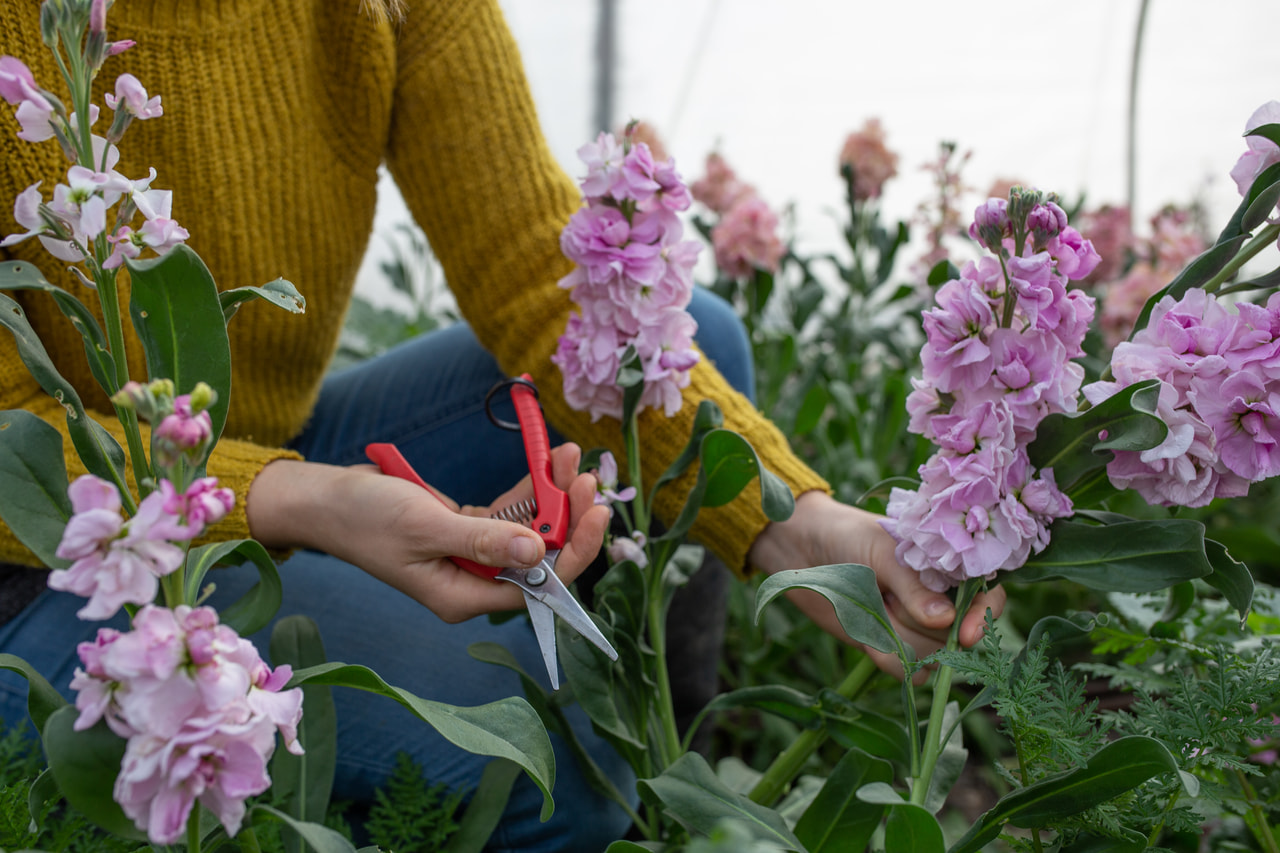 Floristické nůžky, Loukykvět
