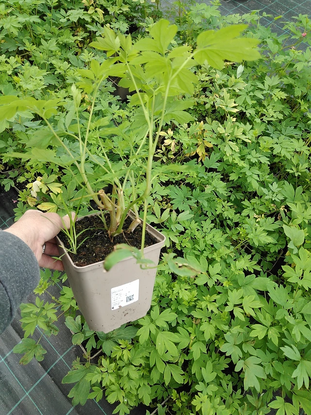 Pikkusydän - 9. 6. 2025