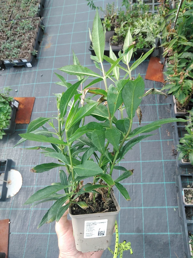 Phlox Sweet Summer Sensation - 24. 6. 2025