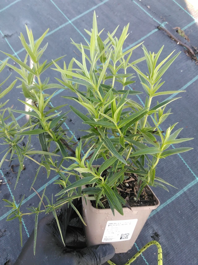 Amerikanvuoriminttu Virginianum - 19. 8. 2025